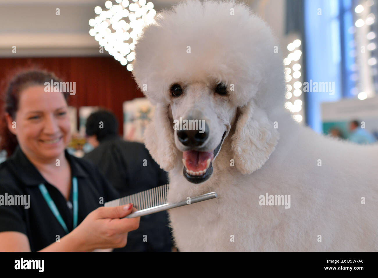 Andrea Maibaum from Germany styles her poodle during the international  competition in dog hair styling in Stadtroda, Germany, 06 October 2012. 60  participants registered from countries such as Finnland, Poland and Denmark.