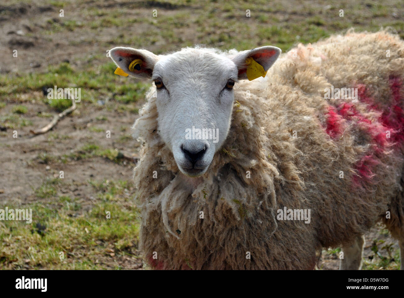 close up portrait single sheep Stock Photo