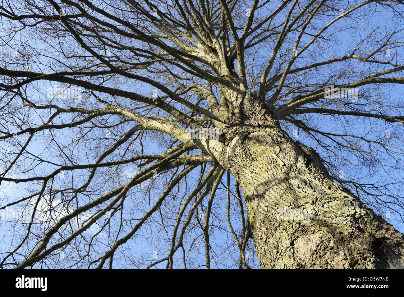 The copper age crown hires stock photography and images Alamy