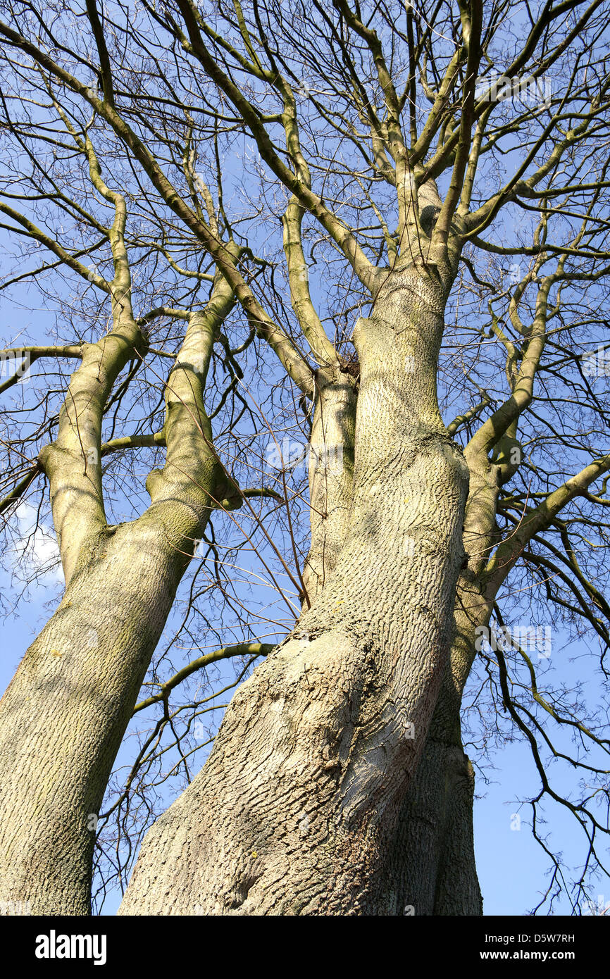 The copper age crown hires stock photography and images Alamy