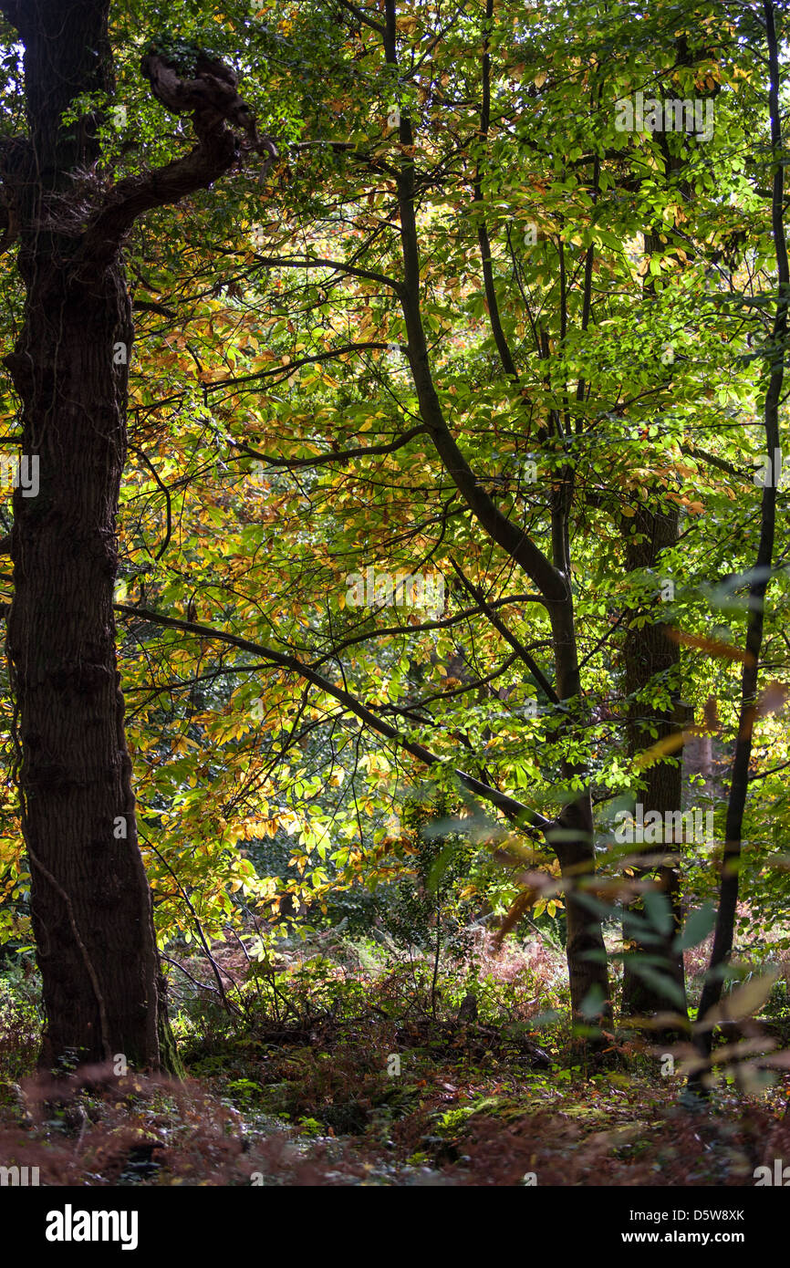 Mature oak woodland, Nags Head nature reserve, Gloucestershire. Stock Photo