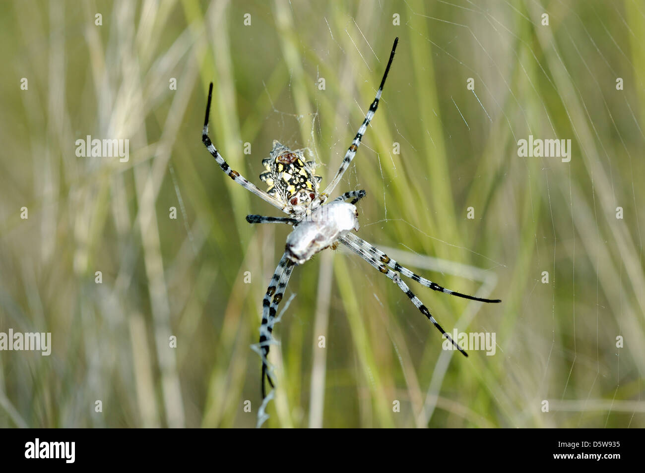 Lobed orb weaver spider female (Argiope lobata: Araneidae) with wrapped prey, in its web, Namibia Stock Photo