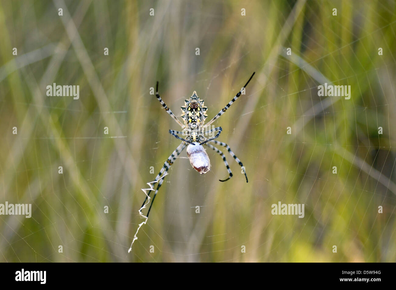 Lobed orb weaver spider female (Argiope lobata: Araneidae) with wrapped prey, in its web, Namibia Stock Photo