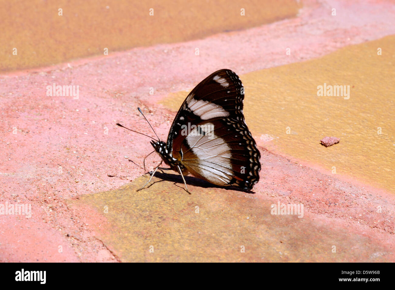 Danaid Eggfly, Mimic, or Diadem butterfly (Hypolimnas misippus : Nymphalidae), puddling, Namibia Stock Photo
