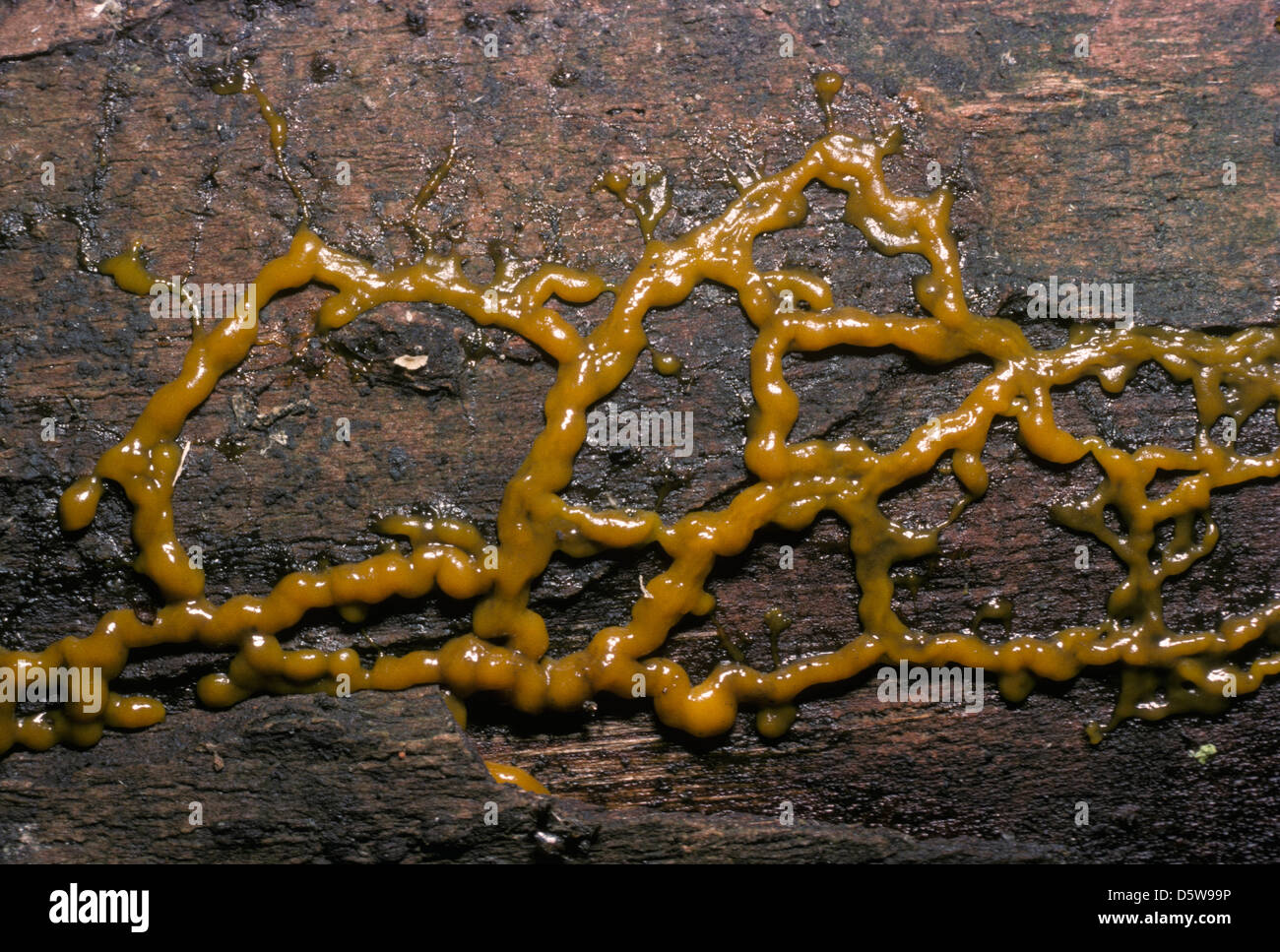 Badhamia sp. Myxomycete or slime mould plasmodium developing on a log, UK Stock Photo