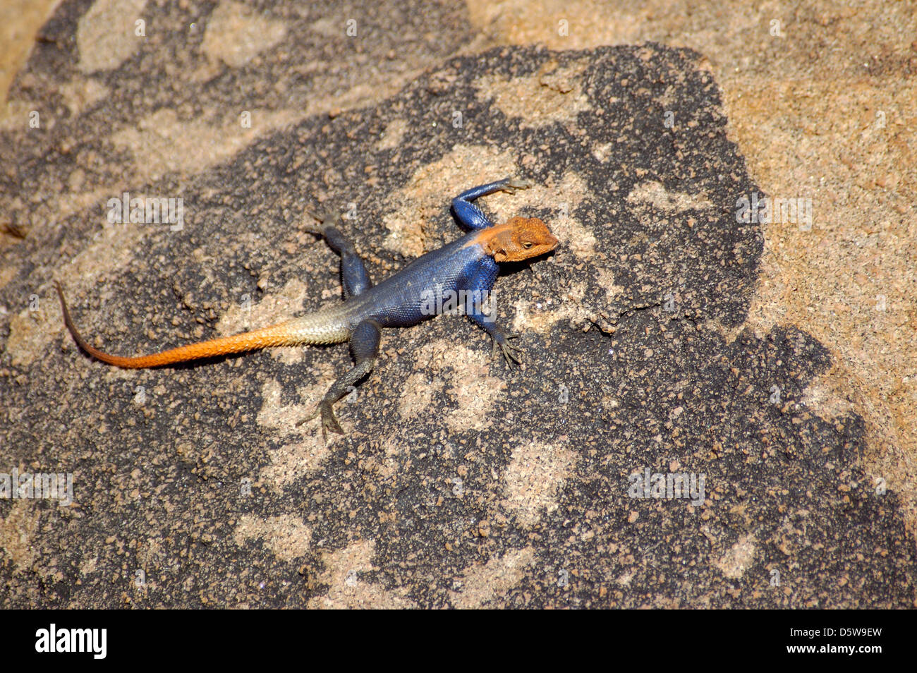 Red-headed agama or rainbow lizard male (Agama agama : Agamidae), Namibia Stock Photo