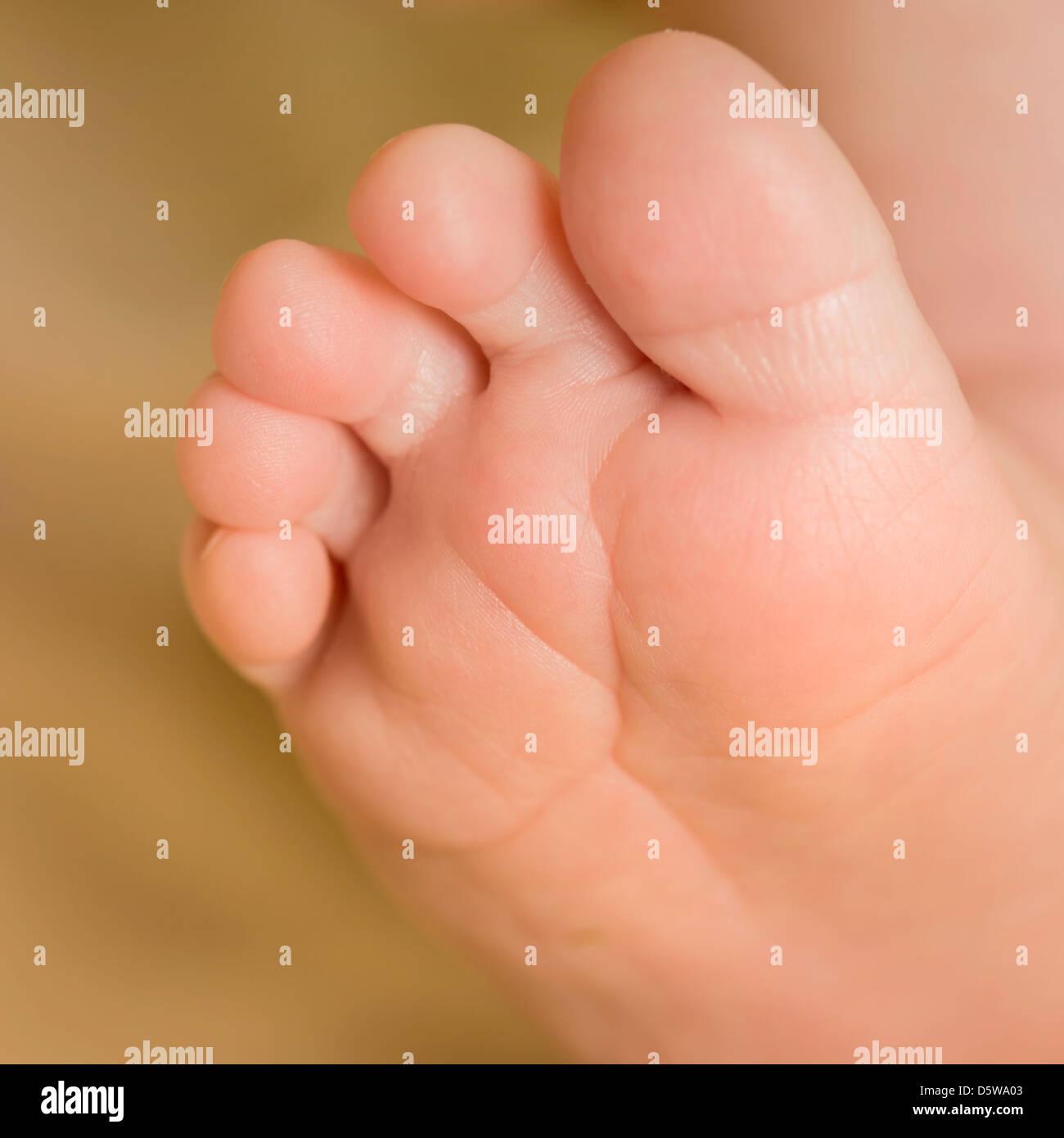 Toes of a two week old baby Stock Photo