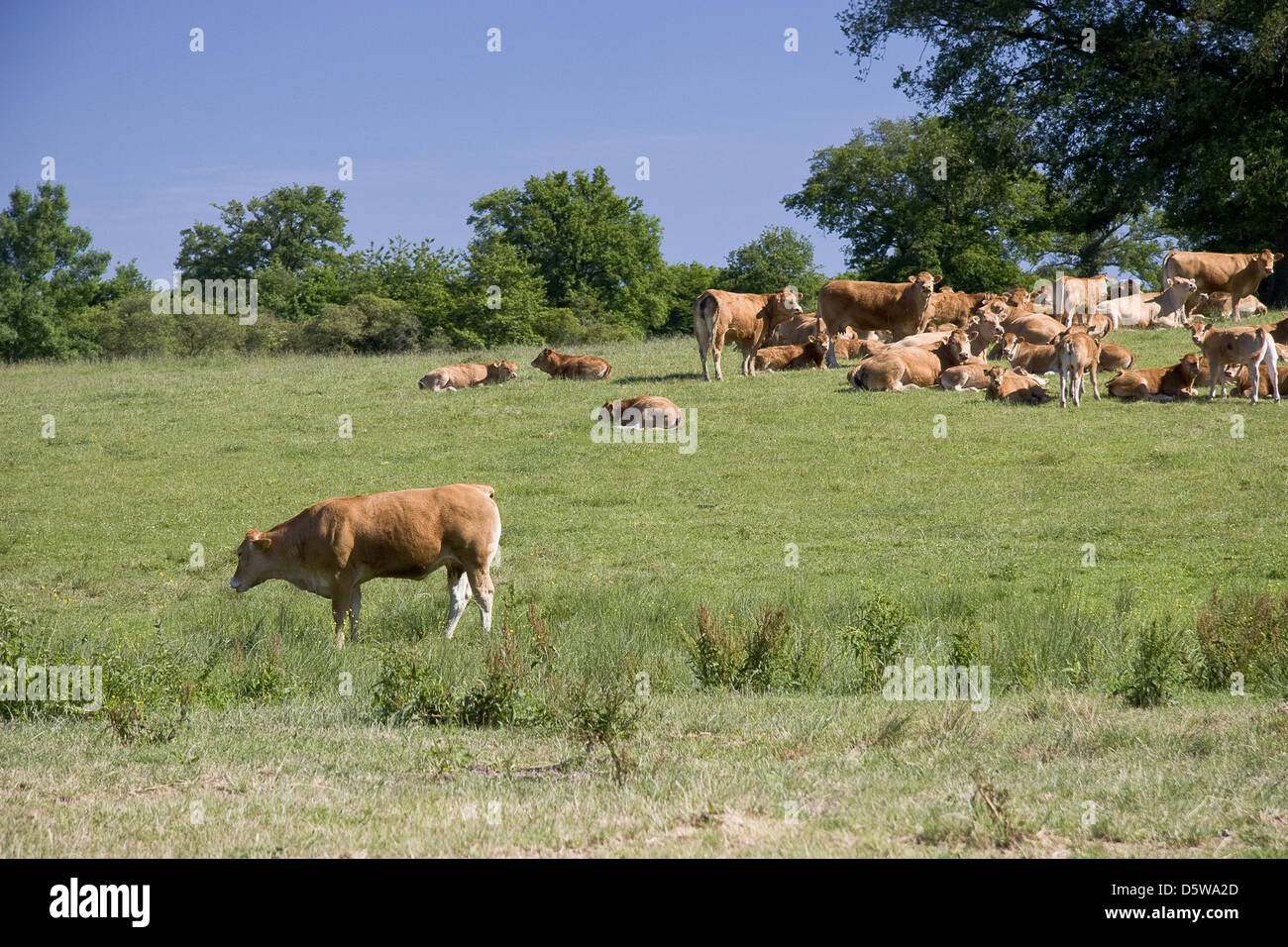 Cows on the meadow Stock Photo - Alamy