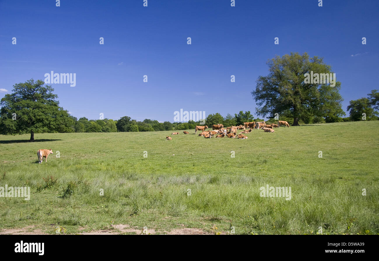 Cows on the meadow Stock Photo - Alamy