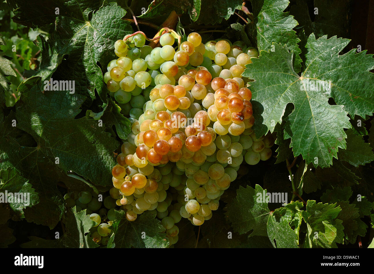 Grapes on the Vine, Jerez de la Frontera, Cadiz-province, Region of Andalusia, Spain Stock Photo