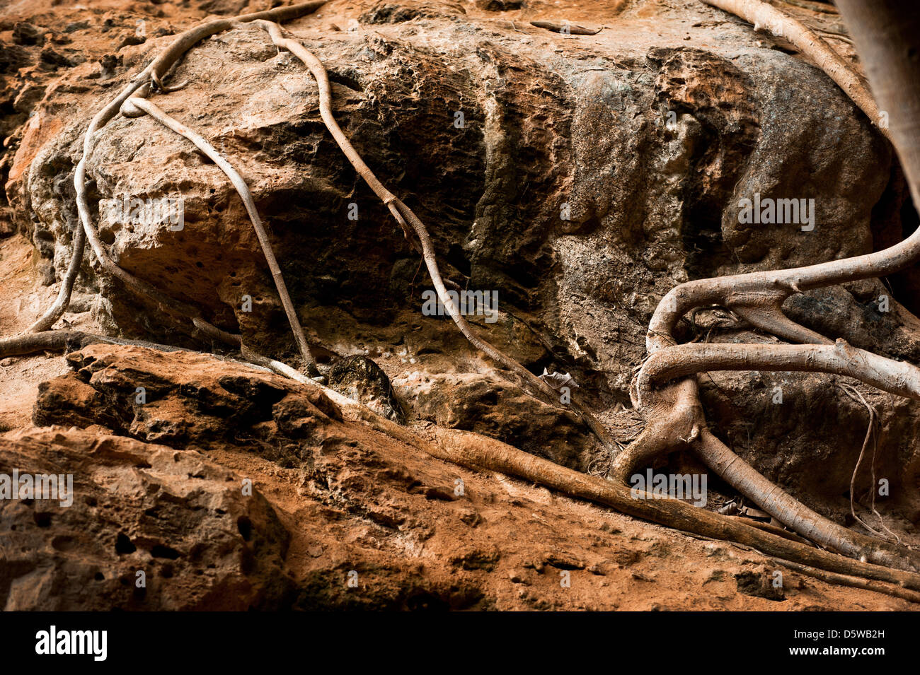 Roots of tree growing inside cave of tropical rainforest Stock Photo
