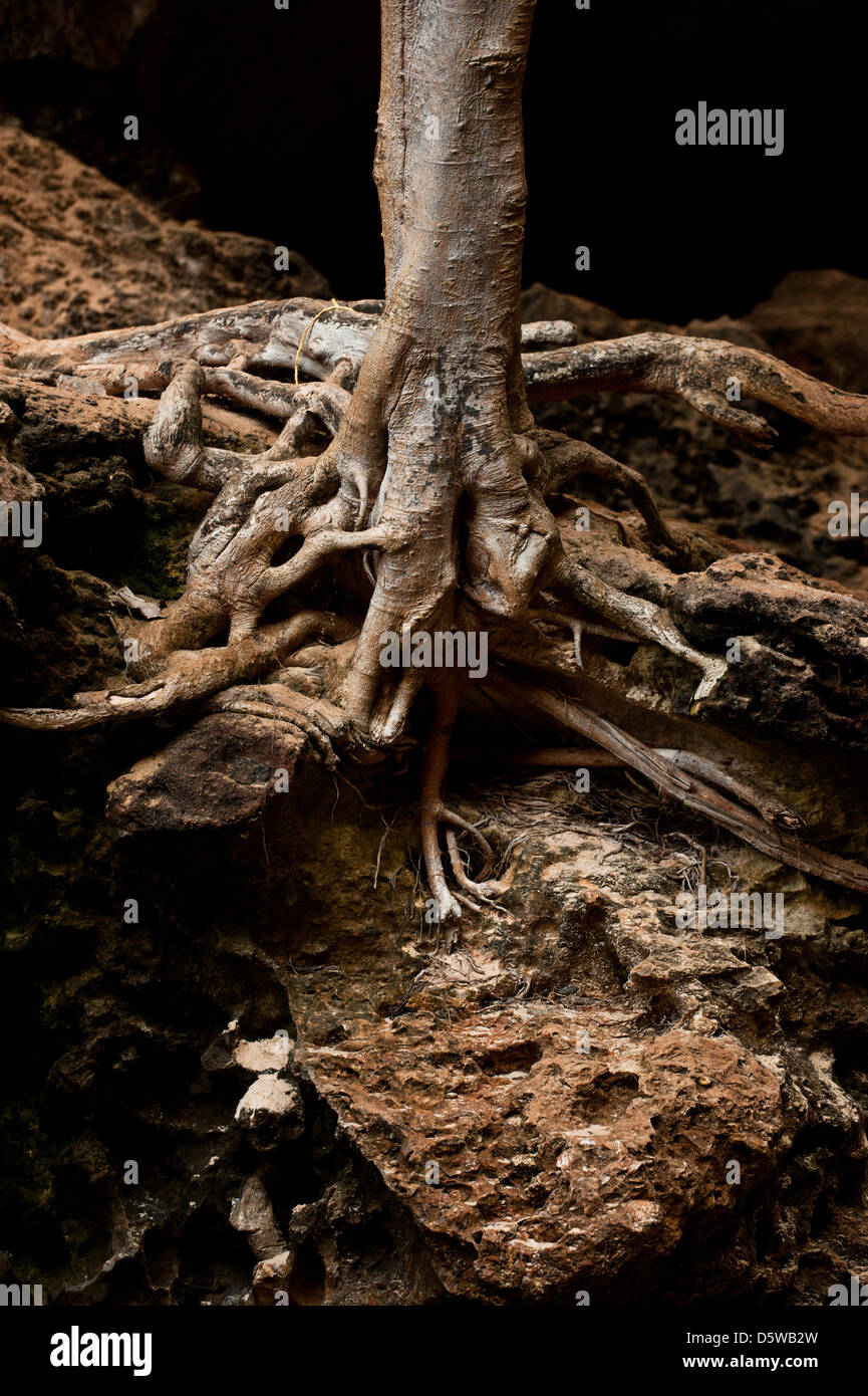 Roots of tree growing inside cave of tropical rainforest Stock Photo