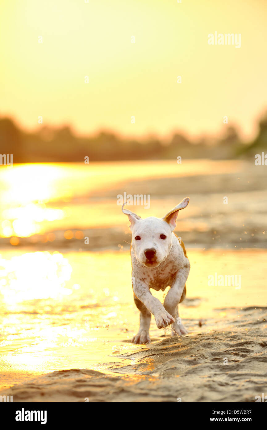 American Staffordshire terrier running on river edge Stock Photo