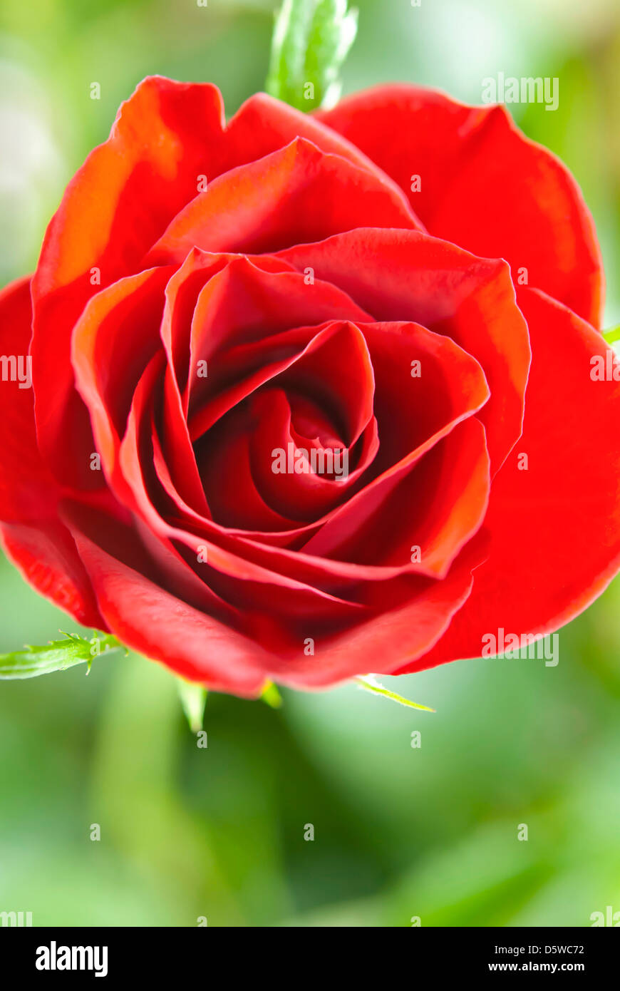 Close up of red rose on green garden background Stock Photo - Alamy