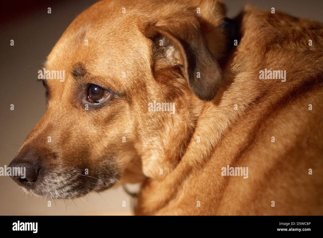Photograph of a sad faced Labrador dog Stock Photo