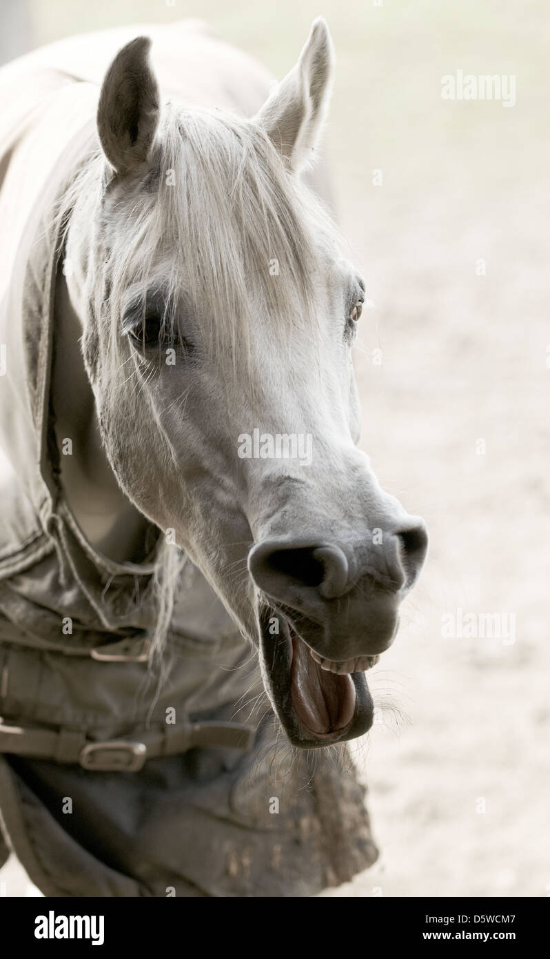 An Arab horse pulling faces Stock Photo Alamy