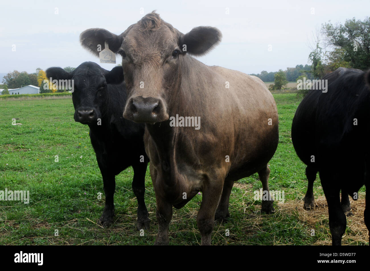 Heritage breed cows in the field in Update New York Stock Photo Alamy