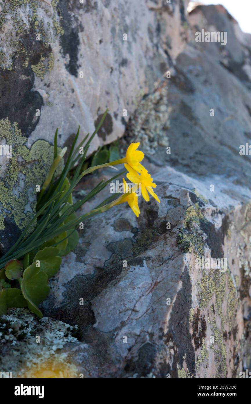 Narcissus rupicola growing in the sierras of Andalucia, Southern Spain. The most southerly site for this taxon. February. Stock Photo