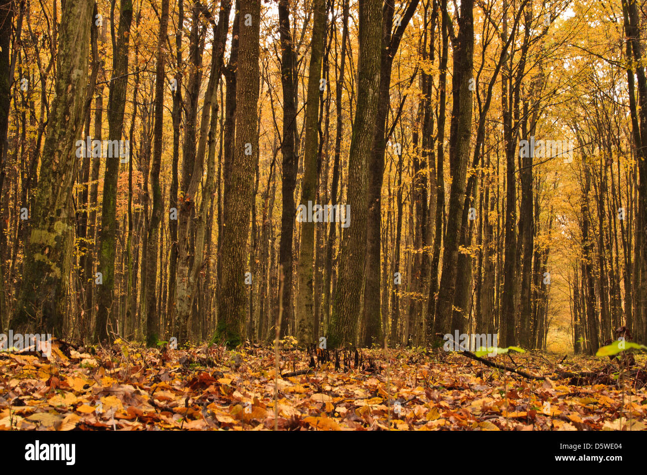 forest in autumn Stock Photo - Alamy
