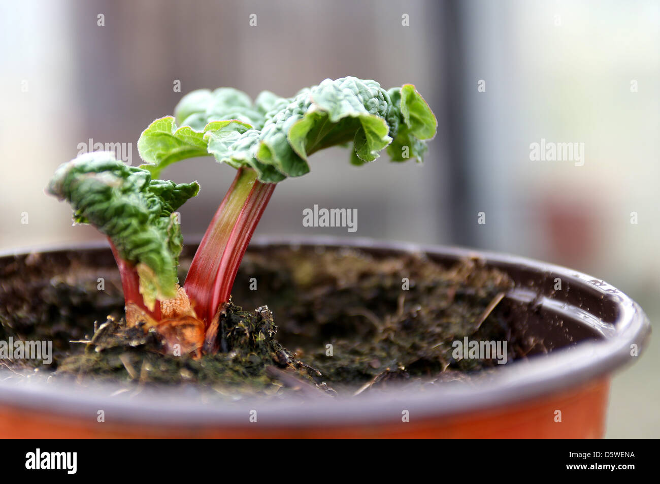 A tiny rhubarb plant grows in a pot in the greenhouse in Sonsbeck, Germany,  09 April 2013. The tiny plants are to be sold to garden nurseries and are  about four weeks