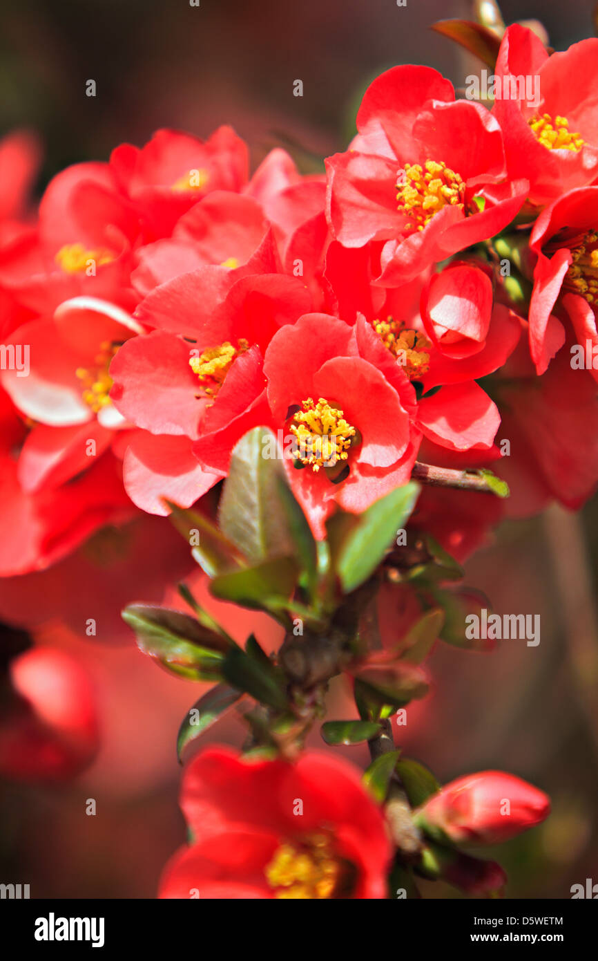 Chaenomeles superba Stock Photo