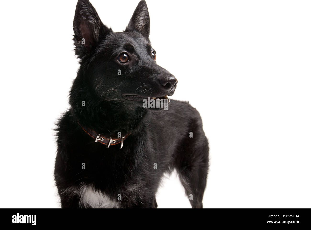 Portrait of black dog on studio white background Stock Photo Alamy