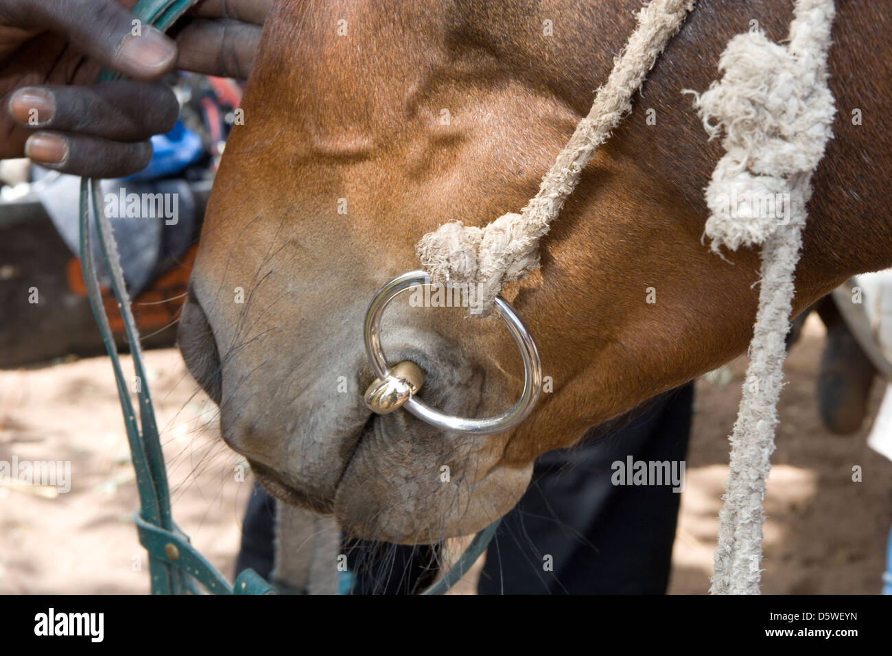 Gambia: veterinary work of the Gambia Horse & Donkey Trust ...