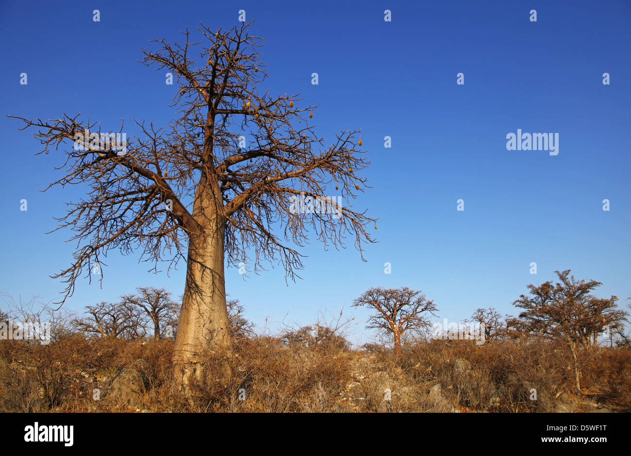 lekhubu island, famous Kubu Island, Botsuana Stock Photo - Alamy