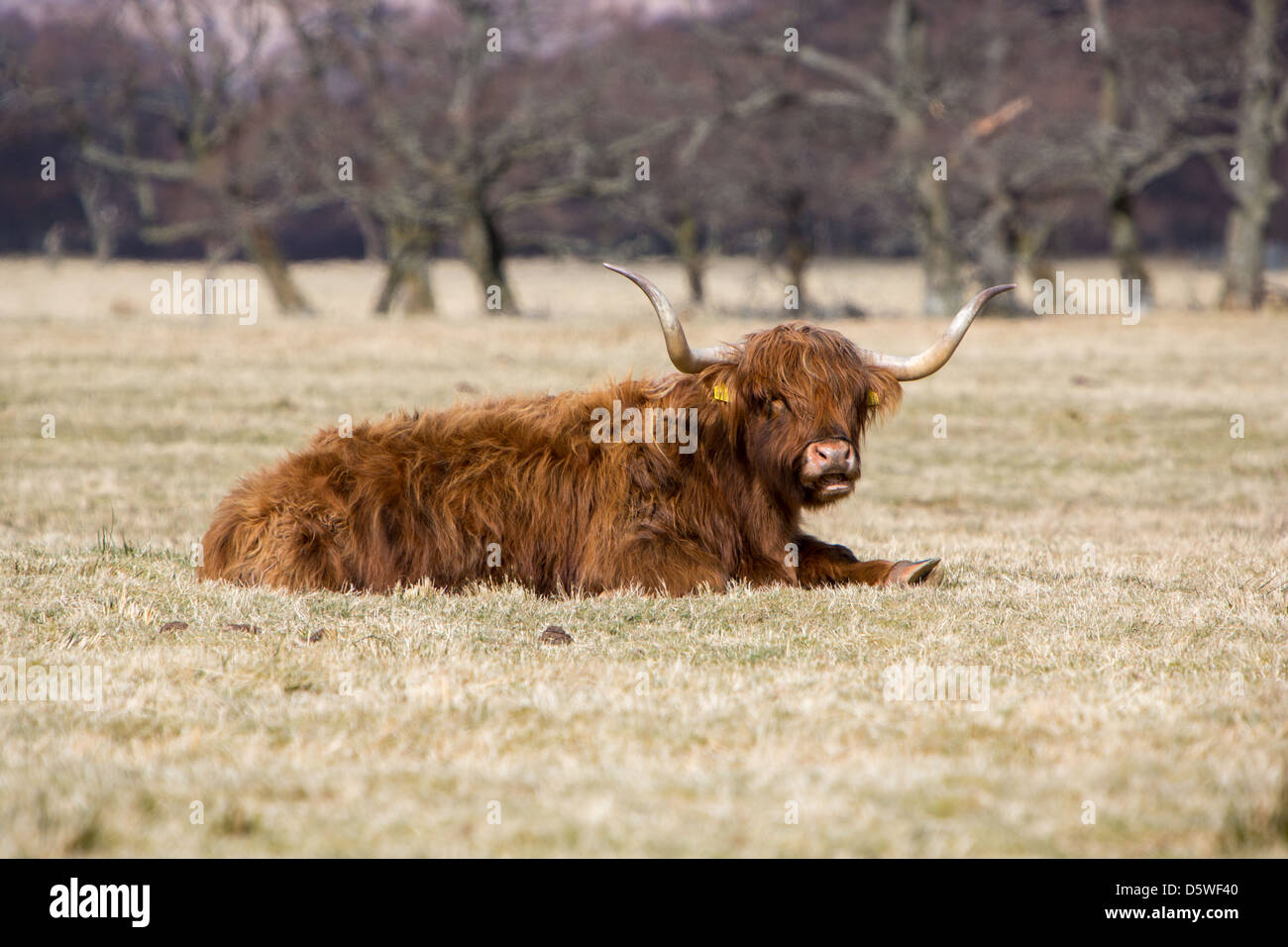 Highland Cow Sitting Down High Resolution Stock Photography and Images ...