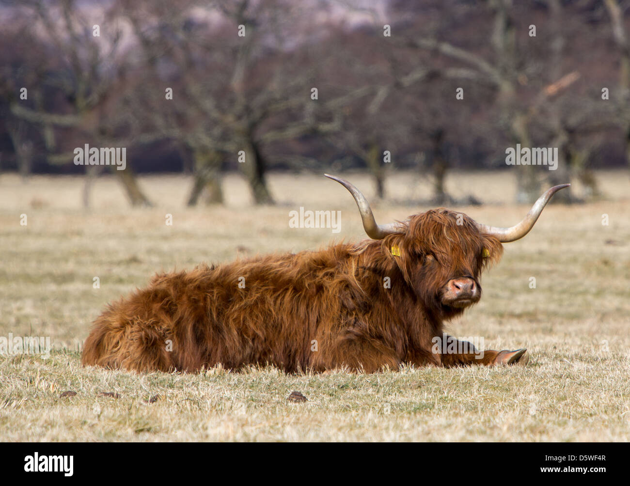 Highland Cow Lying In A Field High Resolution Stock Photography and ...