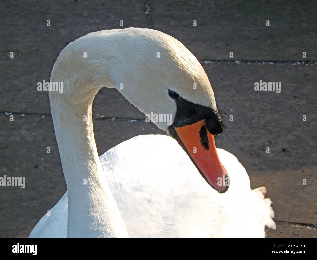 trent-washlands-high-resolution-stock-photography-and-images-alamy