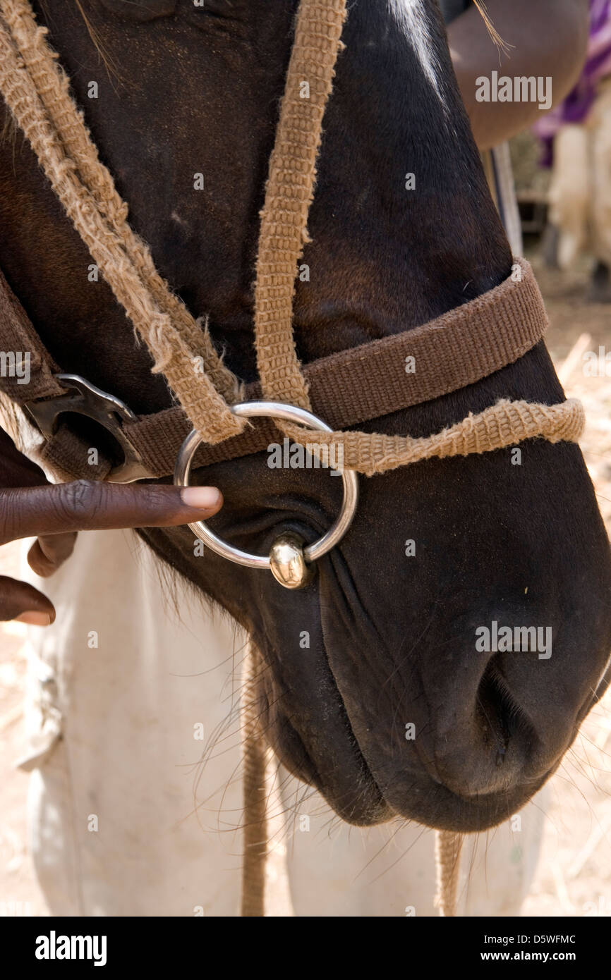 Gambia: veterinary work of the Gambia Horse & Donkey Trust / new 'bit ...