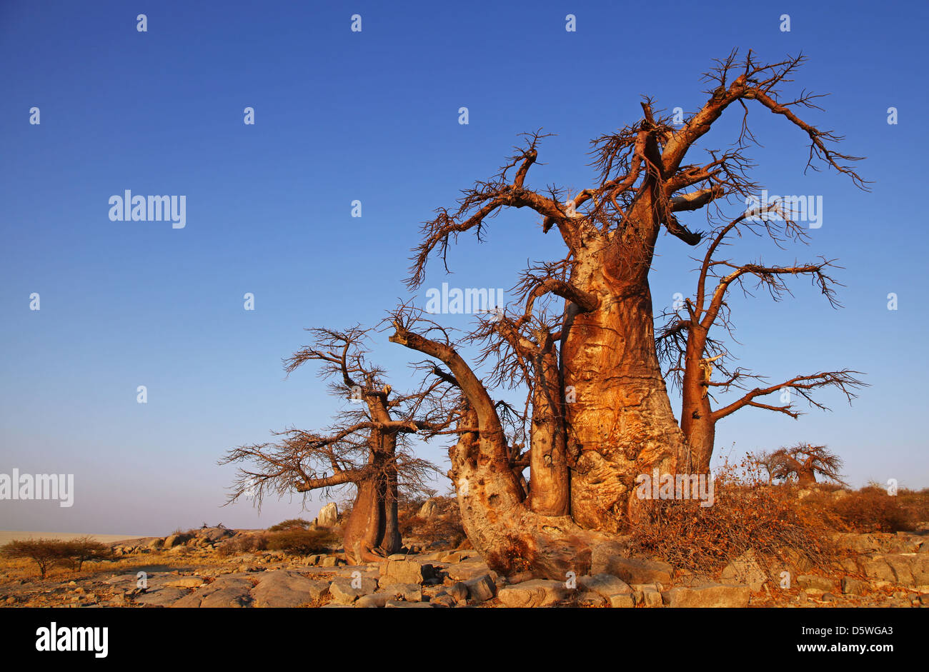 lekhubu island, famous Kubu Island, Botsuana Stock Photo