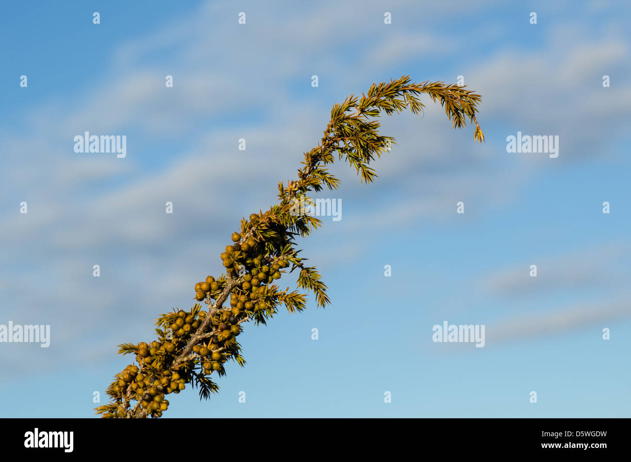 Green juniper berries on a twig in morning light Stock Photo