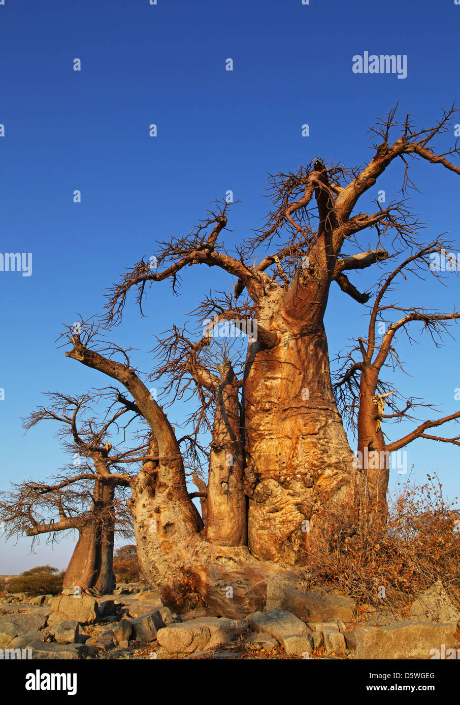 lekhubu island, famous Kubu Island, Botsuana Stock Photo