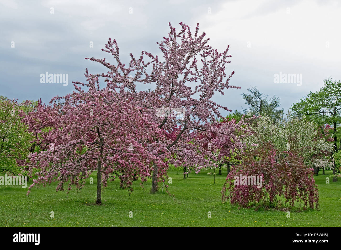 Apple orchard with storm clouds hi-res stock photography and images - Alamy
