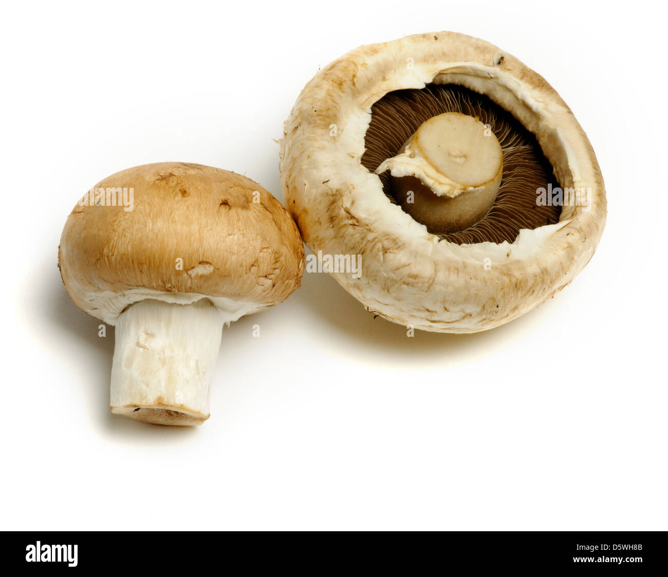one chestnut and one white mushroom on white background Stock Photo