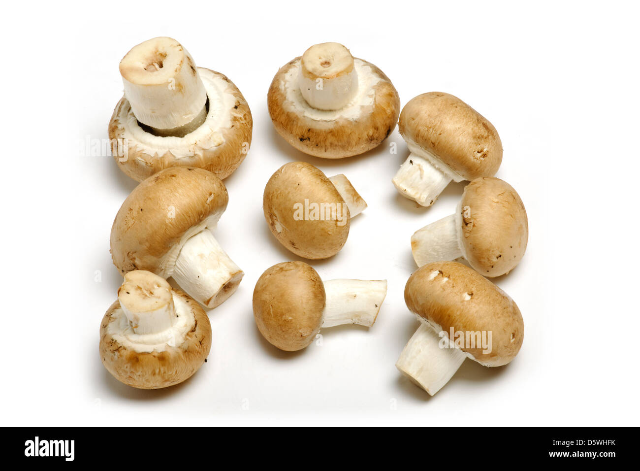 Group of chestnut mushrooms on a white background Stock Photo