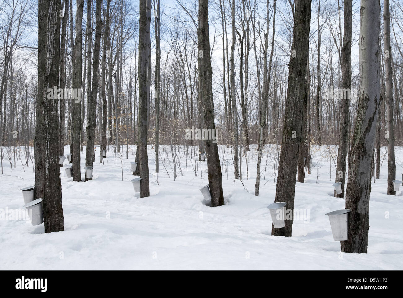 Maple syrup season in Quebec, Canada. Traditional way of collecting