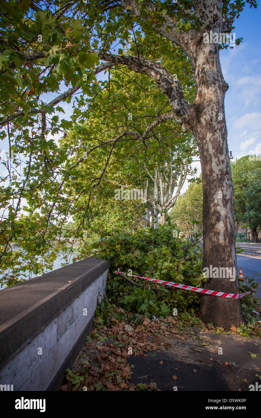 work in progress in a boulevard, cut branches Stock Photo