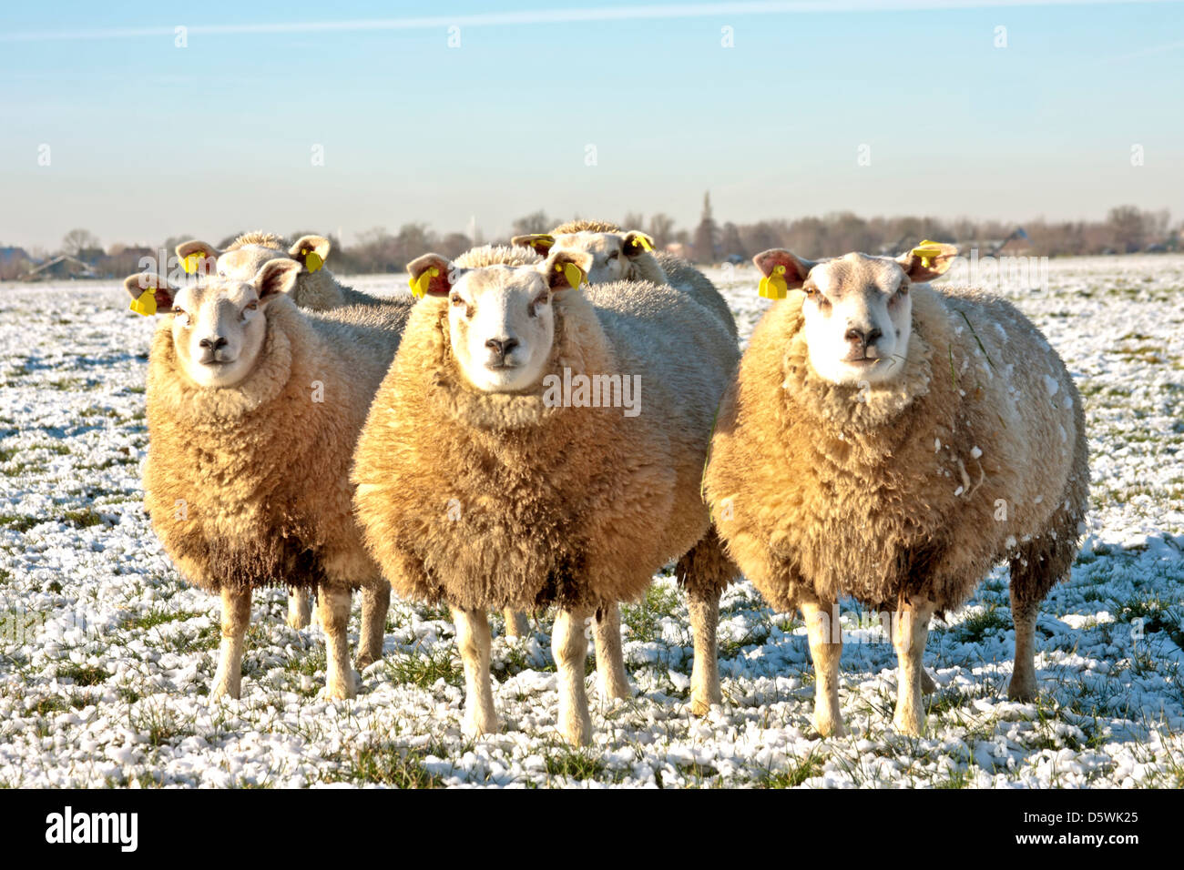 Sheep in the fields in winter in the Netherlands Stock Photo