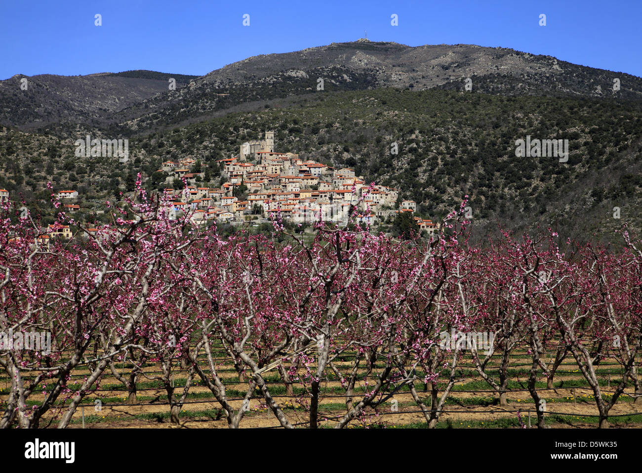 Fields peach background the village of Eus, Pyrenees-Orientales, France Stock Photo