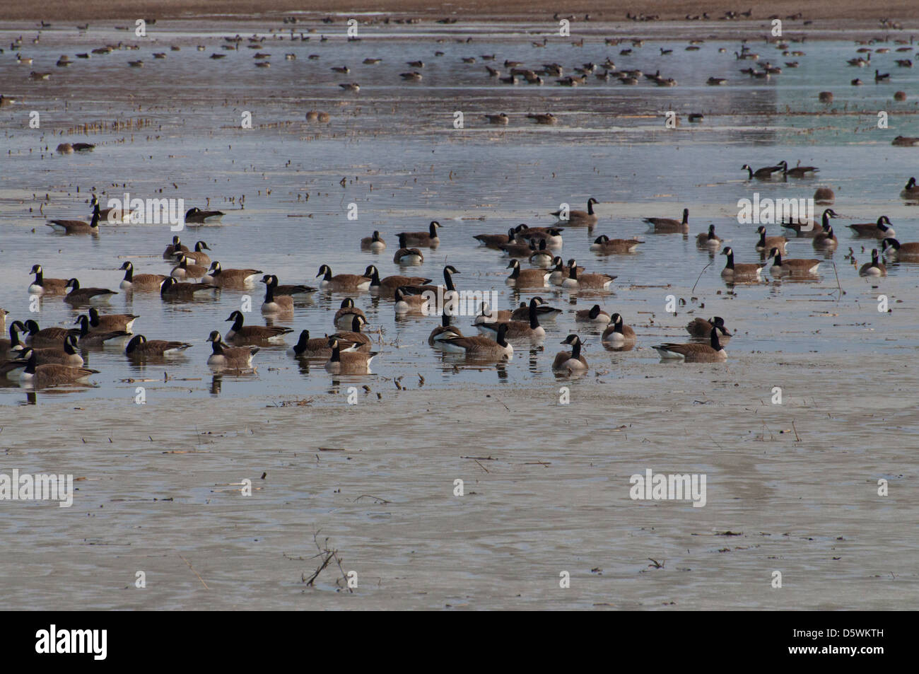 Canada Geese migrating north in spring. Stock Photo