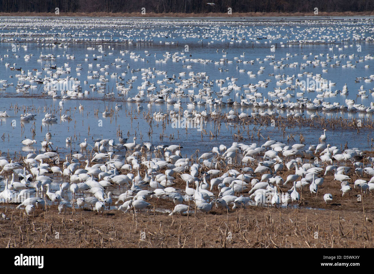 Vast flocks of Snow Geese migrating north in spring Stock Photo