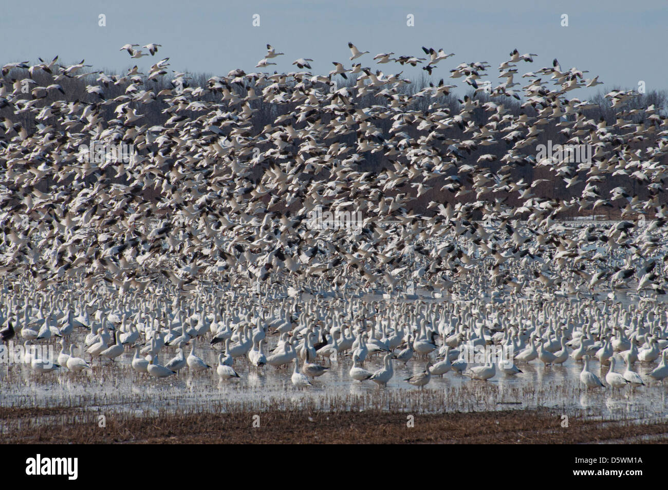 Snow Geese taking off during their spring migration. Stock Photo