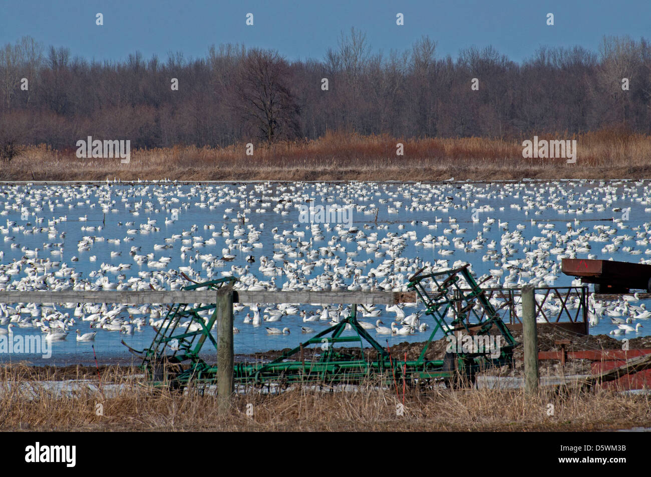 Migrating Snow Geese framed by farm implements Stock Photo