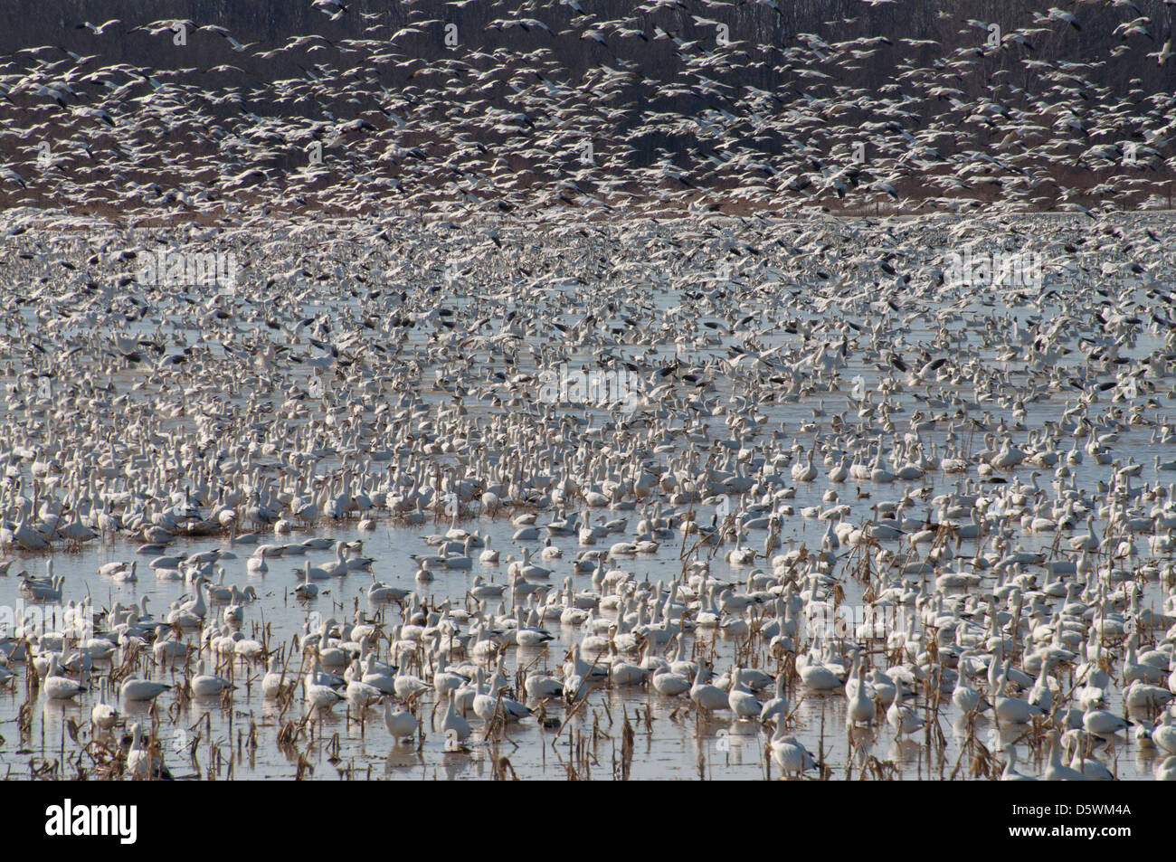 Vast flocks of Snow Geese migrating north in spring Stock Photo