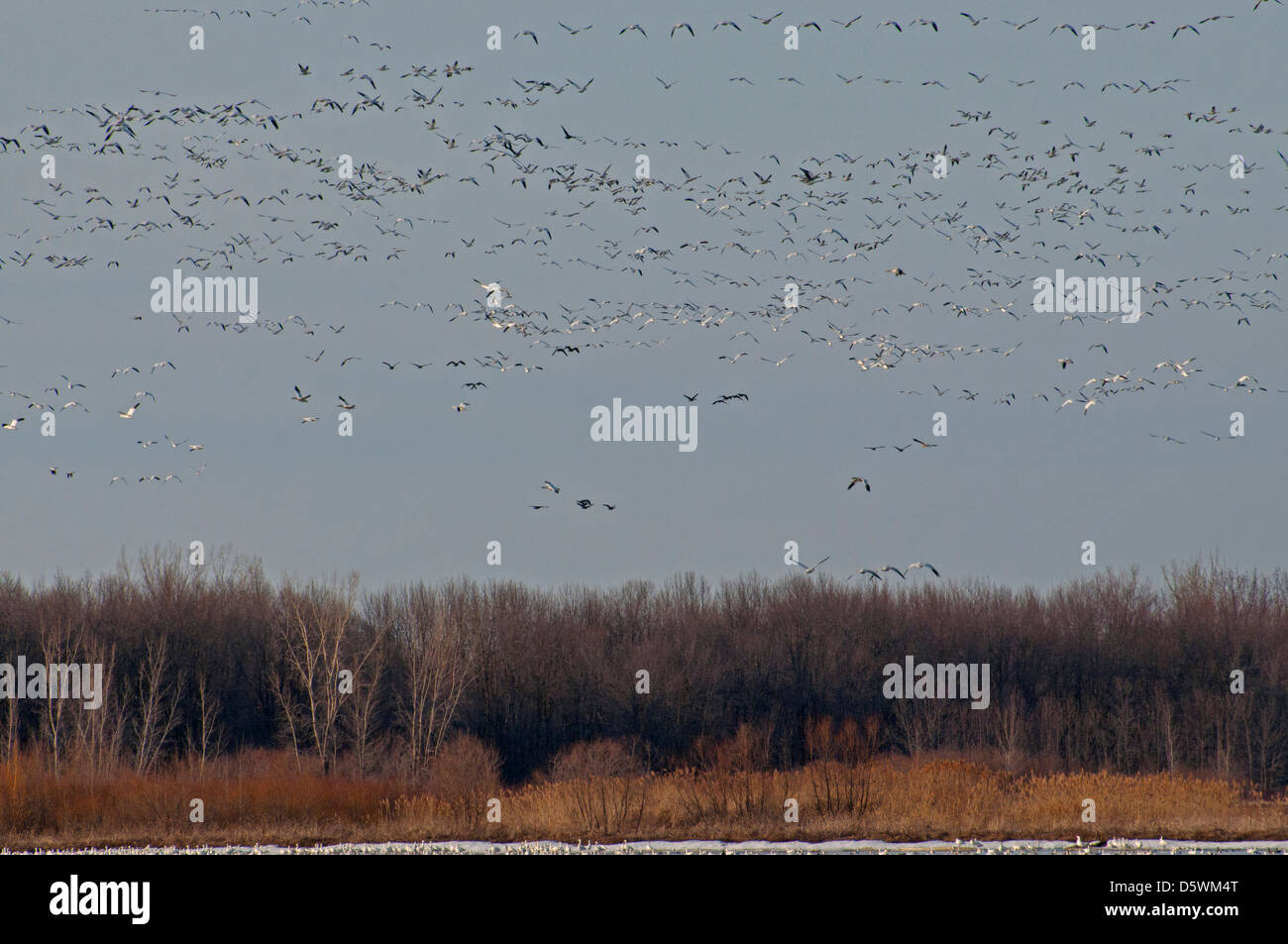 Vast flocks of Snow Geese lifting off into the sky during spring migration. Stock Photo