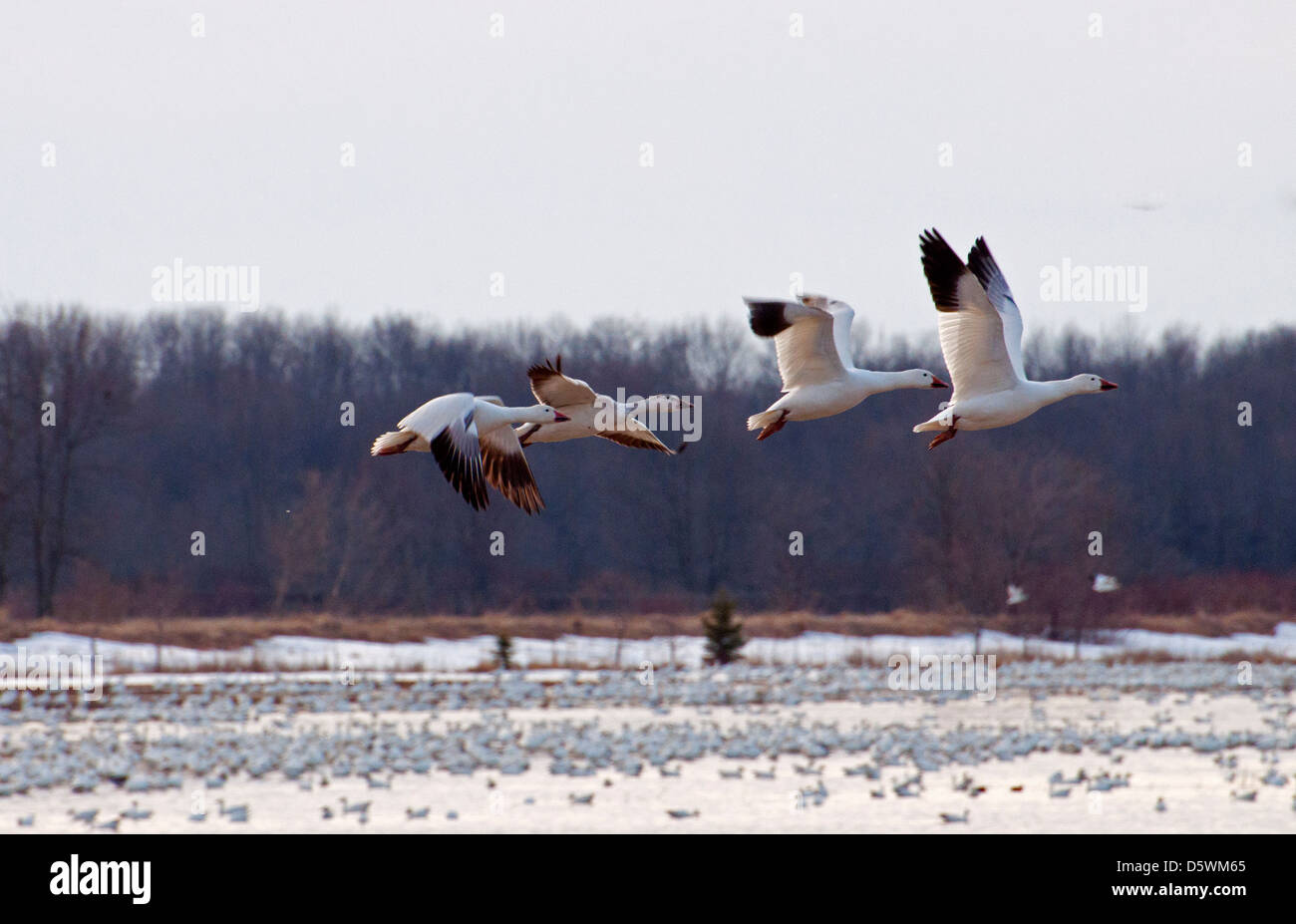Snow Geese taking off during their spring migration. Stock Photo