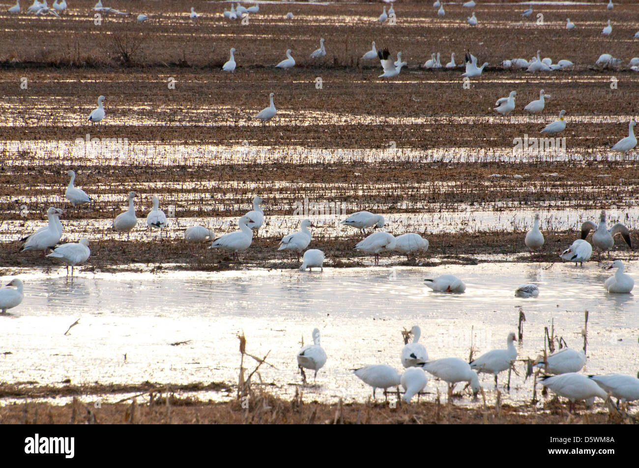 Snow Geese feeding on the spring migration. Stock Photo